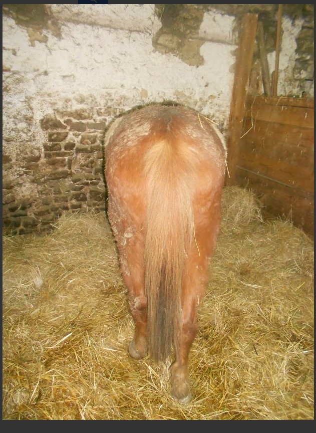WALANIE (VANILLE) - ONC poney - adoptée en avril 2011 par voulk  - Page 6 Visite69