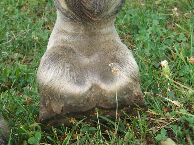 les pieds de nos chers loulous Dscf2214