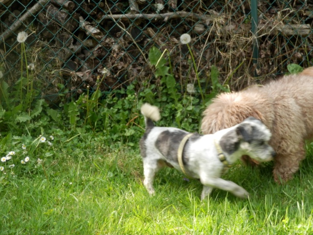 CASPER, croisé, 8ans1/2 - M 2014-037