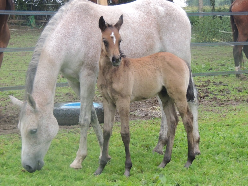 2014 - Prodige Story Amore (Prussia Amore X Orient de Coudert) Dscn7127