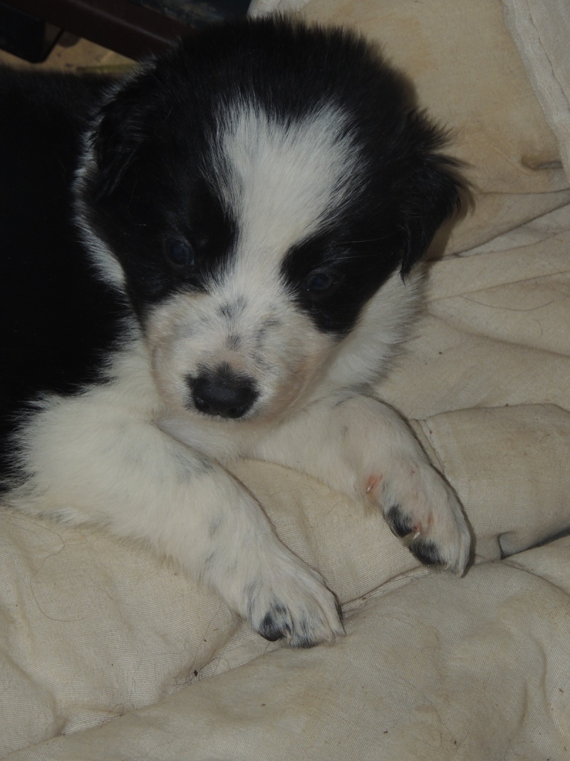 A vendre chiots border collie nés le 14 nov Dscn7613