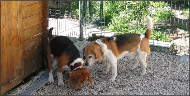 Beagles COOKIE CARUSO DJANGO ARIANE DANA 1_caru10