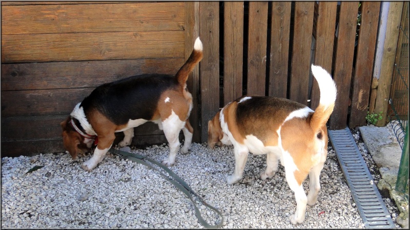 Beagles COOKIE CARUSO DJANGO ARIANE DANA 5_caru10