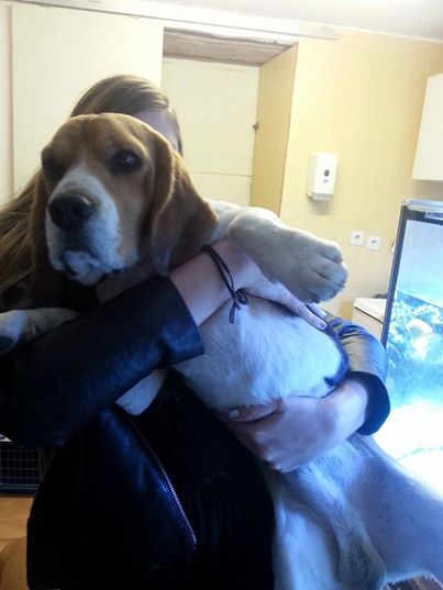 Beagle mâle à adopter dans les Alpes Maritimes Beagl_10