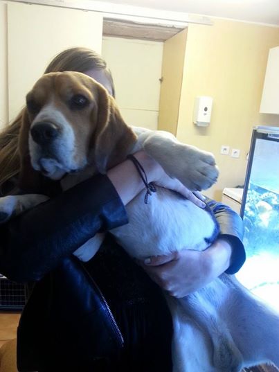 Beagle mâle à adopter dans les Alpes Maritimes  Beagl_10