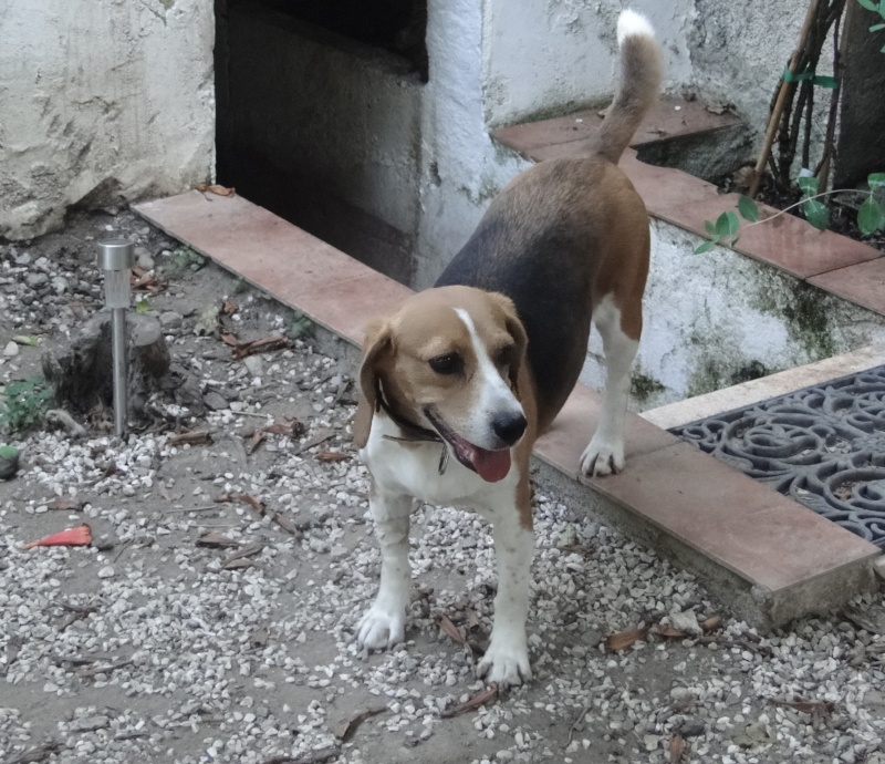Beagles COOKIE CARUSO DJANGO ARIANE DANA Beagle21