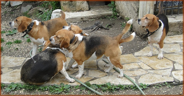 Beagles COOKIE CARUSO DJANGO ARIANE DANA Beagle27