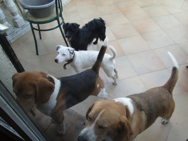 Beagles COOKIE CARUSO DJANGO ARIANE DANA Beagle28