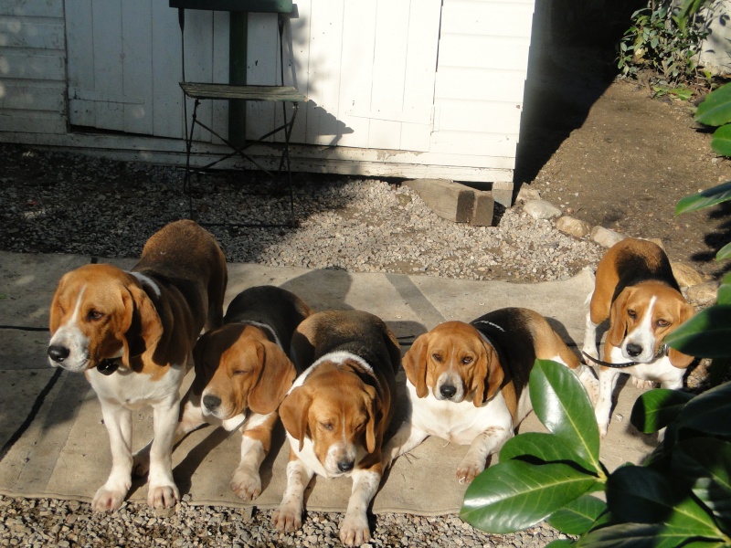 Beagles COOKIE CARUSO DJANGO ARIANE DANA Beagle34