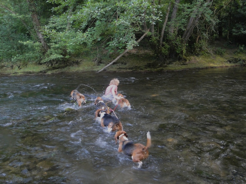 Beagles COOKIE CARUSO DJANGO ARIANE DANA Beagle36