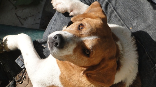 Beagles COOKIE CARUSO DJANGO ARIANE DANA Dsc02411
