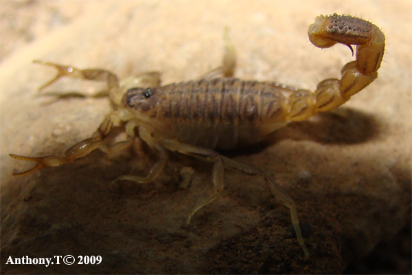 Scorpions - Djibouti (Afrique de l'Est) Sans_t13