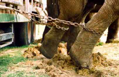 Ptition interdiction des animaux dans les cirques Cirque14