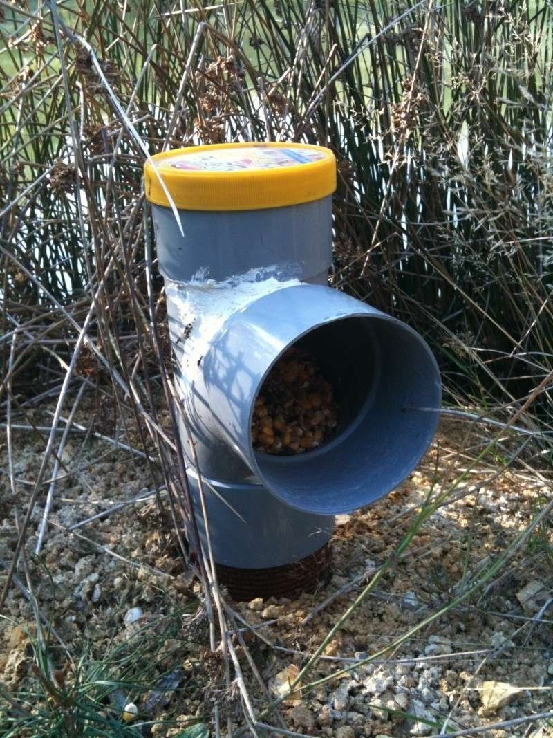 Canards étangs