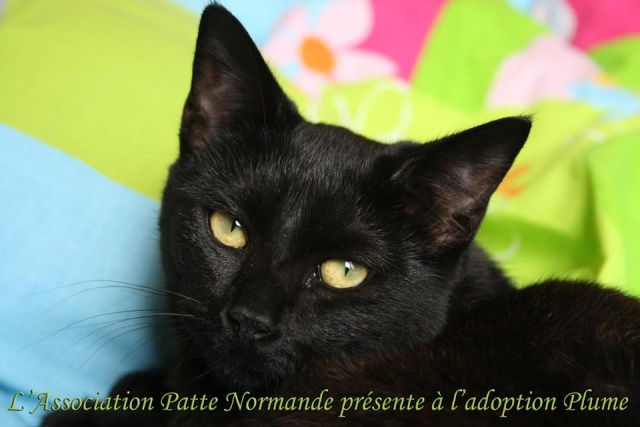 Plume - chatonne noire, 6 mois 55986410