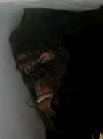 First Pictures Of Sasquatch Body (confirmed hoax) Bf-hea10