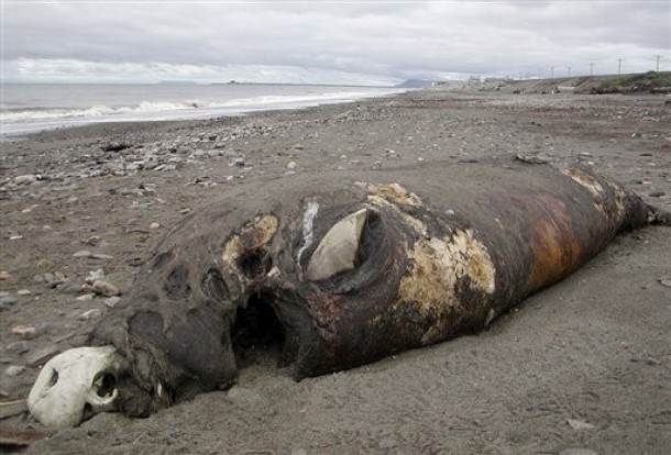 Huge Monster washes ashore in Alaska Nome8110