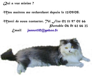 chatte disparue Mimine10