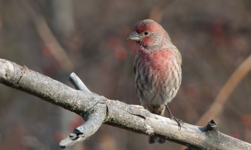 Cardinal,Bicolore ...... Dsc_7714