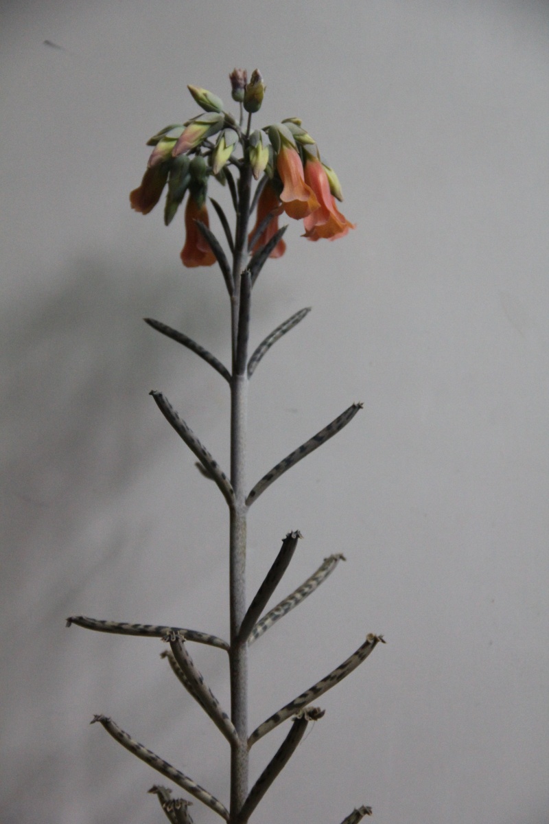 Un kalanchoe mais lequel : Kalanchoe delagoensis 1a10