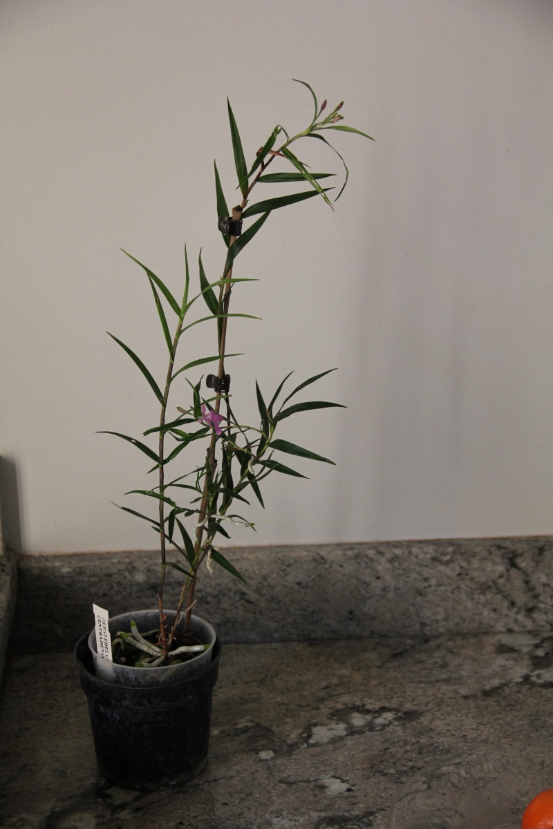 Epidendrum  Img_6513