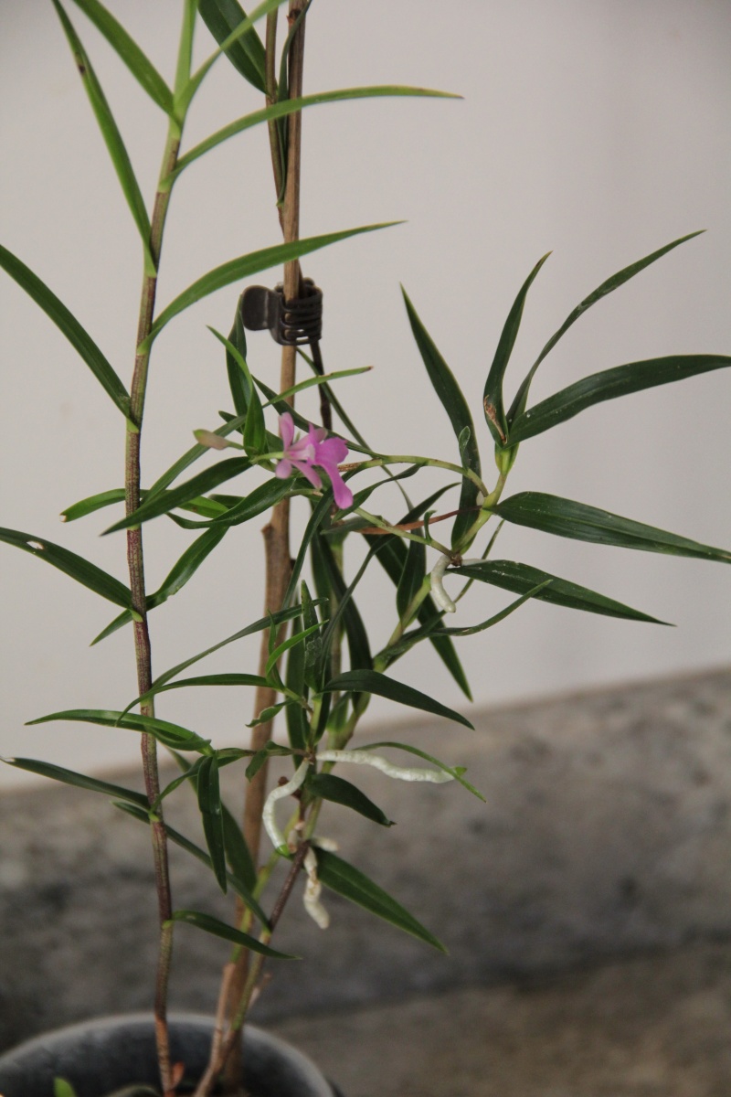Epidendrum  Img_6514