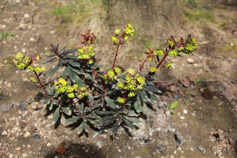 Euphorbia amygdaloides Img_6614