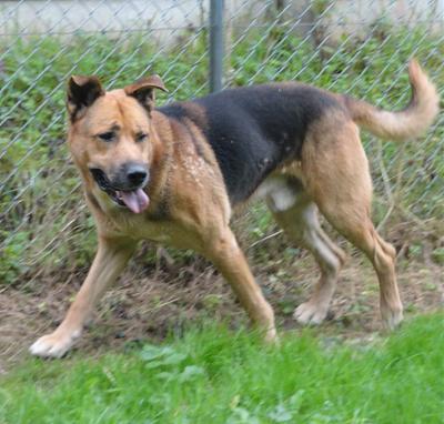 MURPHY  X  BERGER ALLEMAND  7 ANS Murphy10