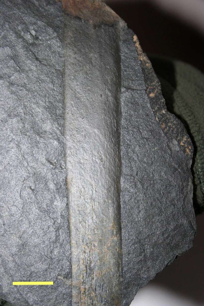 Flore Carbonifère des Alpes Françaises part 1 Cordia10