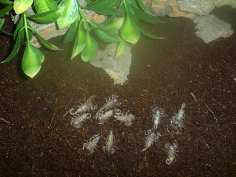 First Scorpion first batch of 26+  Scorplings!!!! - Page 3 Sco110