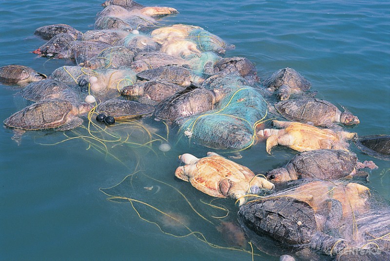 Pièges à tortues. Turtle10