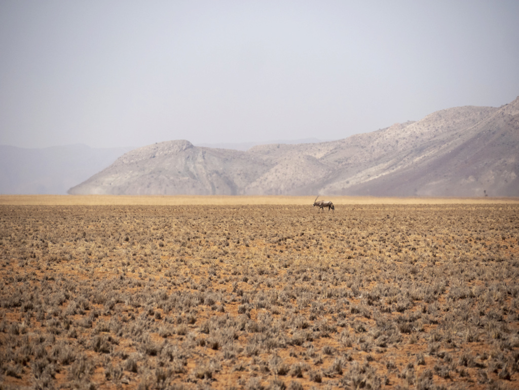 Oryx dans les dunes - Namibie P1040510