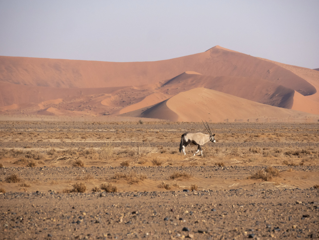 Oryx dans les dunes - Namibie P1040712