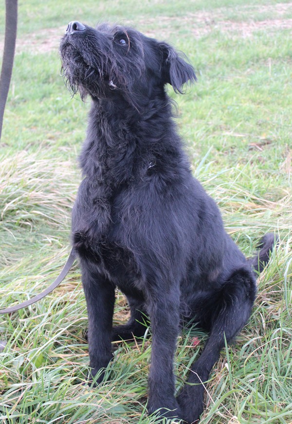 LUCKY - x schnauzer geant 11 ans (7 de refuge) Refuge de Cathy à Fains (55) Img_1418