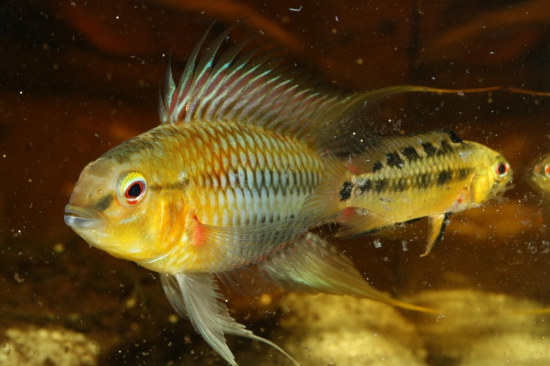 Apistogramma hongsloi 02611