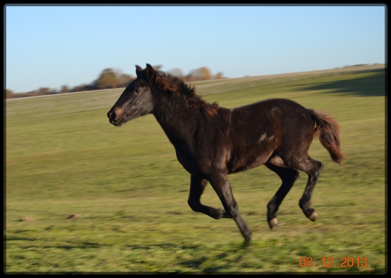 Domaine Amlalad, Berkan est vendu. - Page 17 12_13_13