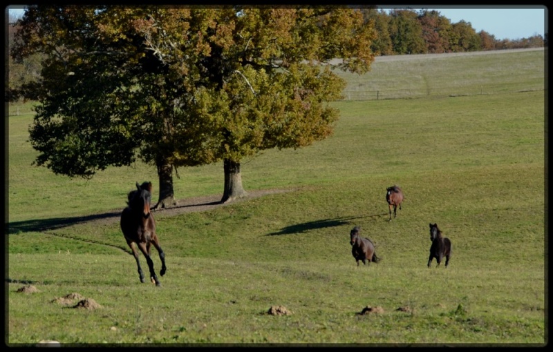 Domaine Amlalad, Berkan est vendu. - Page 17 12_13_15