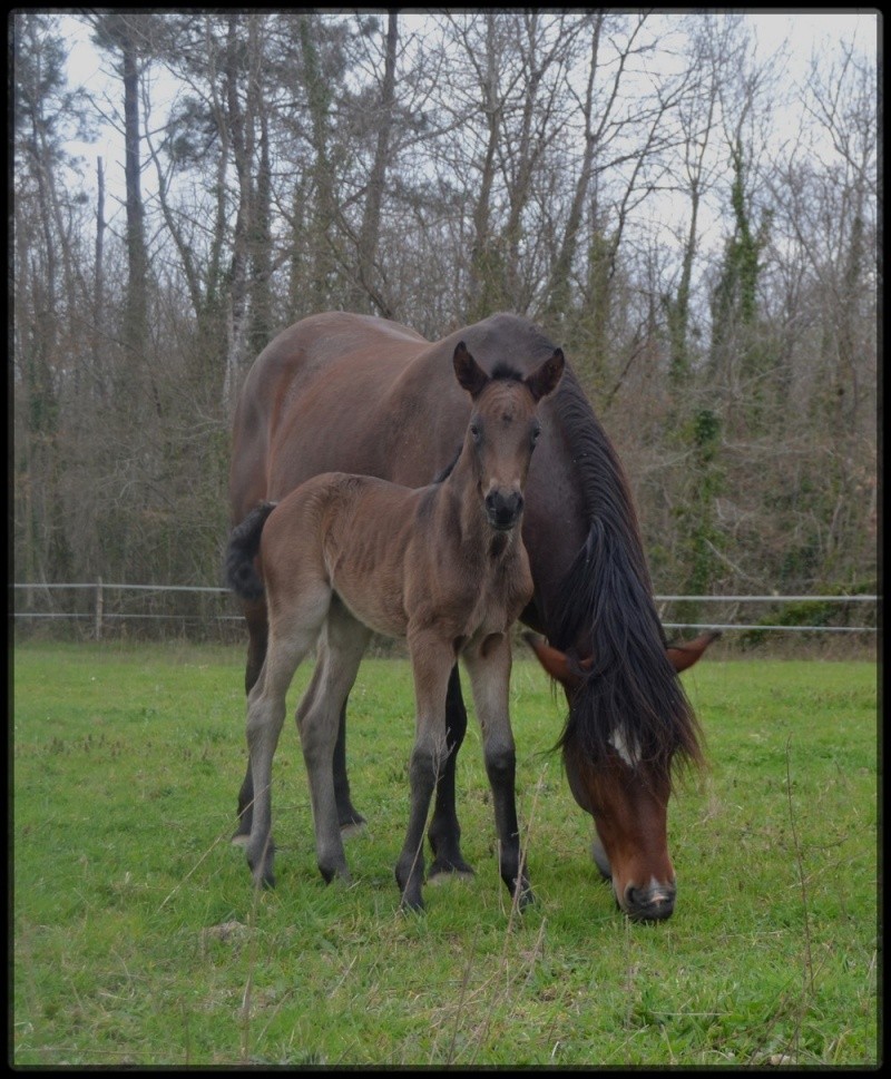 Domaine Amlalad, Berkan est vendu. - Page 17 Mars_211