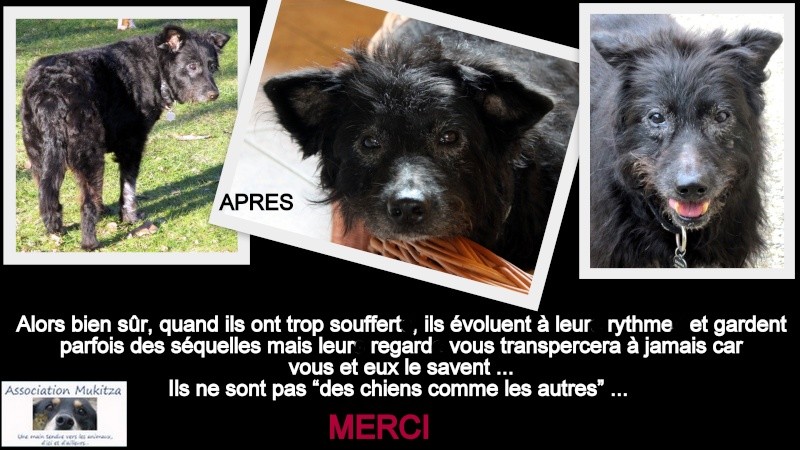 PHOTOS AVANT/APRES CHIENS ET CHATS MUKITZA - Page 6 1650