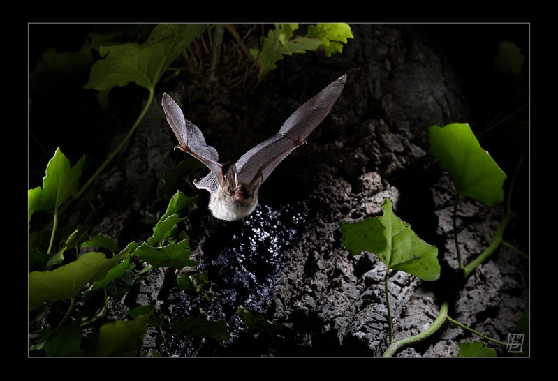 Manip Murin de Bechstein aux Landes de Jaunousse.  22726710