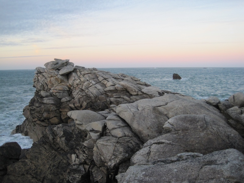 [Myocastor coypus & Ondatra zibethicus] ragondin des falaises Feces_10