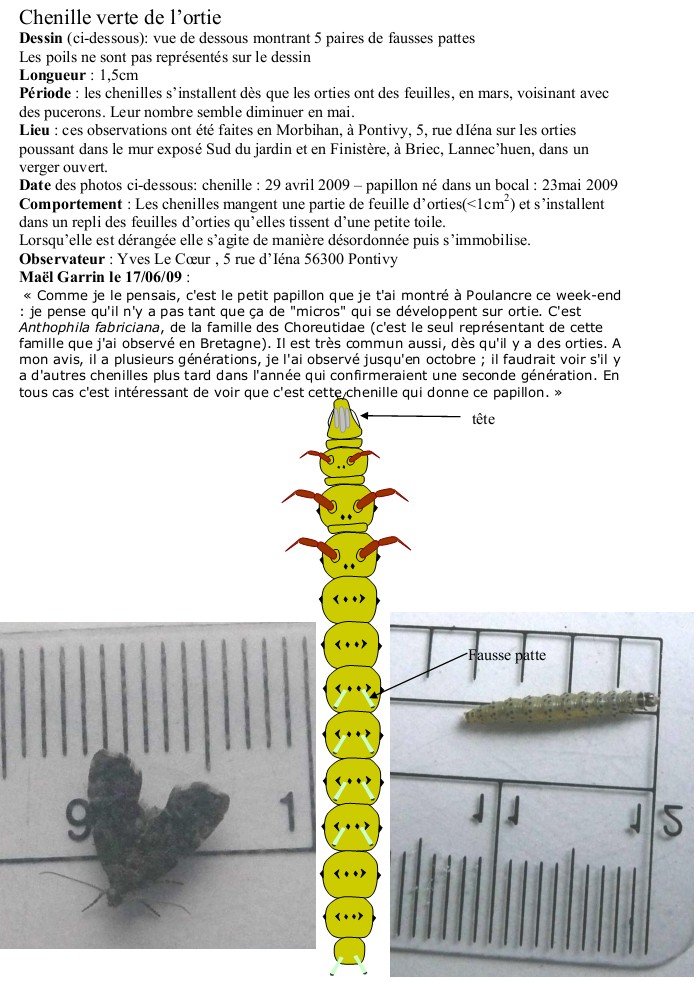 [Anthophila fabriciana] ID Chenille sur ortie  Sans_t40