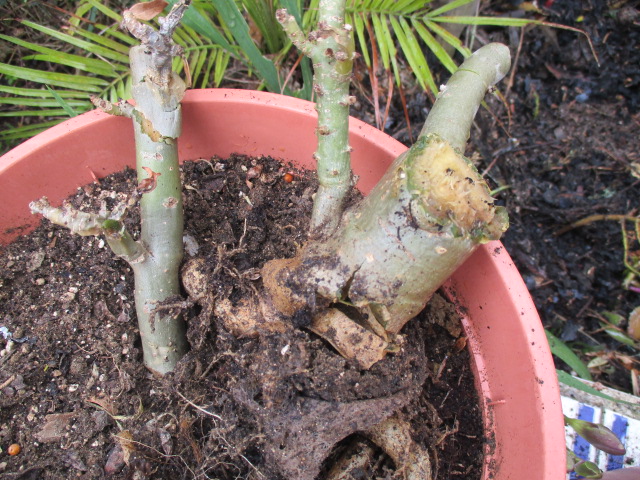 Adenium - hivernage - Page 3 Adeniu32