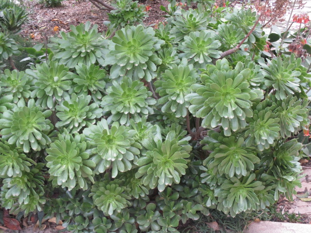 Aeonium arboreum Aeoniu28