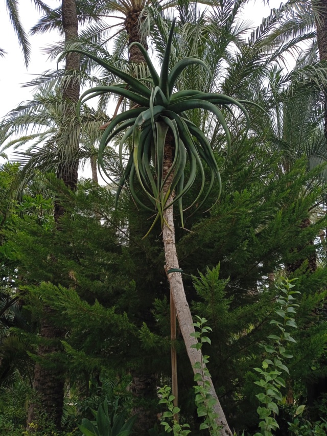 Identification plante =Aloe barberea? Agave_16