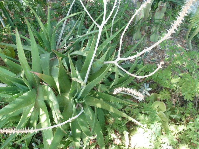 Aloe hybride de A. vera ? [Identification en cours] Aloe_016