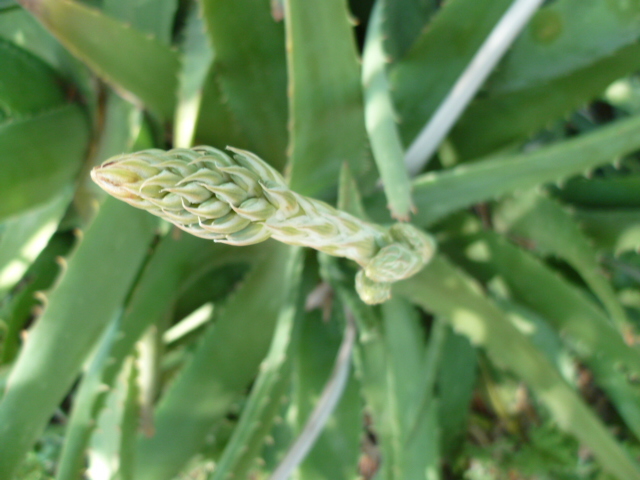 Aloe hybride de A. vera ? [Identification en cours] Aloe_017