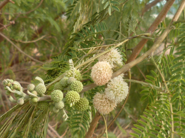 Leucaena leucocephala Aloe_d21