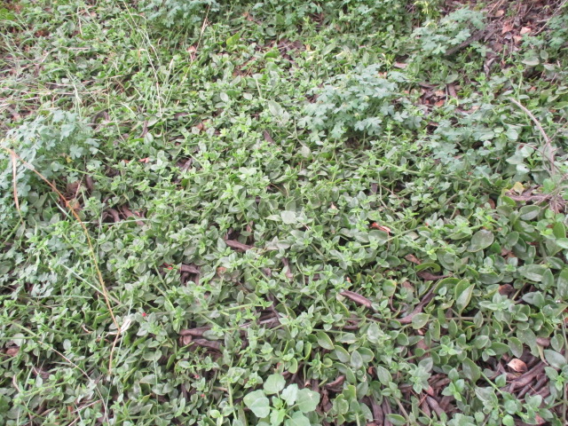Aptenia cordifolia - Page 2 Apteni18