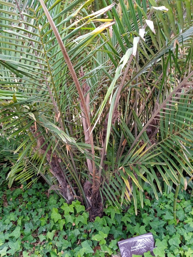 Arenga engleri - palmier de Formose Arenga10